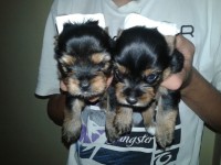 Vendo lindas filhotes de York