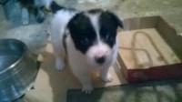 Border collie