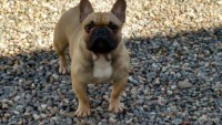 Bulldog Francês