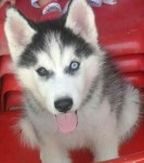 Filhotes de HUsky Siberiano
