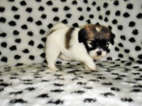 Filhotes de Lhasa Apso machos e fêmeas em ate 12 x no cartão