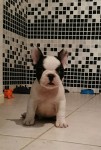 bulldog francês fêmea