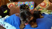 Lindos Filhotes de Yorkshire Terrier