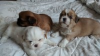 Filhotes de Shih Tzu