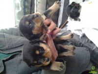 Rottweiler