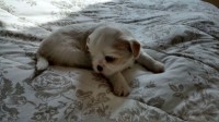 Filhotes de Shih Tzu