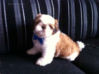 Machinho a pronta entrega. Branco e Mogno Pedigree CBKC