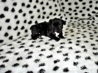 Filhotes de Bulldog Francês machos e fêmeas em ate 12 x no cartão