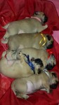 Pug Pedigree CBKC