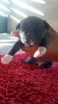 Lindos pit bulls