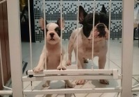 bulldog francês fêmea