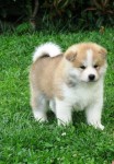 Akita Inu Lindos Filhotes
