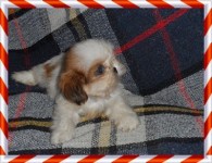 Shih tzu ótima linhagem