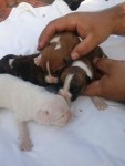 Filhotes de Boxer