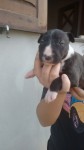 vendo filhotes Bull Terrier