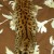 F1 Savana e gatinhos serval disponível - Imagem3