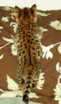 F1 Savana e gatinhos serval disponível