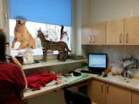 F1 Savana e gatinhos serval disponível