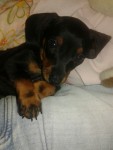 Vendo filhote de Basset Dachshund