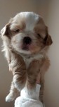 Filhotes de Shih Tzu