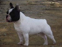 bulldog francês fêmea