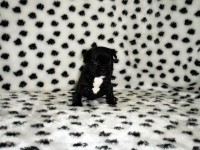 Filhotes de Bulldog Francês machos e fêmeas em ate 12 x no cartão