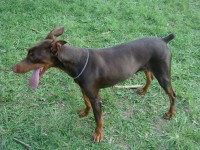 Doberman