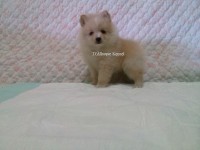 Spitz Alemão Fêmeas Várias Cores RJ