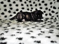 Filhotes de Bulldog Francês machos e fêmeas em ate 12 x no cartão