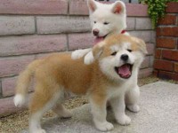 Akita Inu Lindos Filhotes