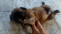 Filhotes de Shih Tzu