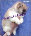 Spitz Alemão Anão