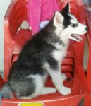 Filhotes de HUsky Siberiano