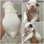Vendo filhotes bulldog frances (11/04/2015)