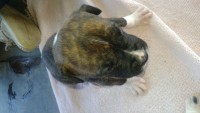 Filhotes de Boxer