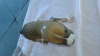 Filhotes de Boxer