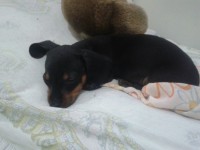 Vendo filhote de Basset Dachshund