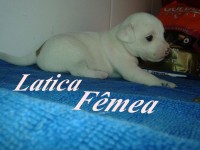 Jack Russell Terrier
