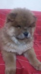 Chow chow