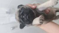 Filhotes de Pug