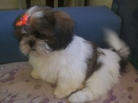 Lindos filhotes shih tzu