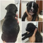 Vendo filhotes bulldog frances (11/04/2015)