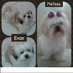 Melissa - Enzo