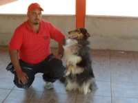 Adestrador de Cães Daniel Sobrosa