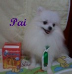 Spitz Alemão Anão