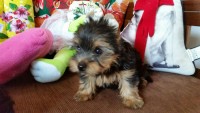 Lindos Filhotes de Yorkshire Terrier