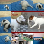 Jack Russell Terrier