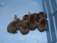 Doberman