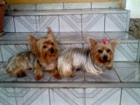 Vendo lindas filhotes de York