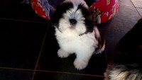 Lindos Filhotes de Shih-Tzu